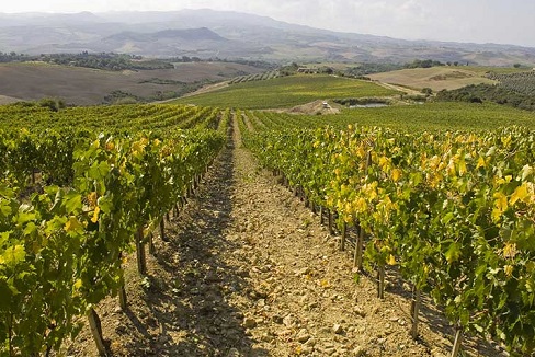 Казанова ди Нери Брунелло ди Монтальчино Черретальто 2013 (Casanova di Neri Brunello di Montalcino Cerretalto 2013) Казанова ди Нери Брунелло ди Монтальчино Черретальто 2013 (Casanova di Neri Brunello di Montalcino Cerretalto 2013) — изображение 2